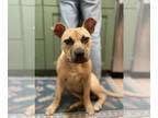 American Staffordshire Terrier Mix DOG FOR ADOPTION RGADN-1174193 - Jazzy -