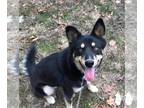 German Shepherd Dog-Huskies Mix DOG FOR ADOPTION RGADN-1174205 - Lacy - German