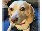 Beagle Mix DOG FOR ADOPTION RGADN-1174206 - Mariah *Adopt or Foster* - Beagle /