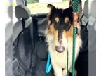 Collie DOG FOR ADOPTION RGADN-1174225 - Bruno - Collie (medium coat) Dog For