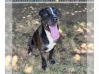 Catahoula Leopard Dog Mix DOG FOR ADOPTION RGADN-1174229 - *RORSCHACH -