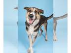 German Shepherd Dog Mix DOG FOR ADOPTION RGADN-1174240 - Joey - German Shepherd