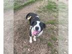 American Pit Bull Terrier Mix DOG FOR ADOPTION RGADN-1174251 - Vivian - Very