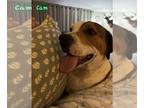 American Pit Bull Terrier Mix DOG FOR ADOPTION RGADN-1174252 - Cam- Cute boy!