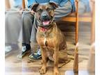 American Pit Bull Terrier Mix DOG FOR ADOPTION RGADN-1174254 - Ranger - American