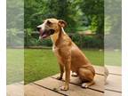 Black Mouth Cur-Boxer Mix DOG FOR ADOPTION RGADN-1174257 - Lucky - Black Mouth