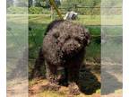 Poodle (Miniature) DOG FOR ADOPTION RGADN-1174260 - Florence - Poodle