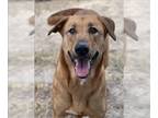 Labrador Retriever Mix DOG FOR ADOPTION RGADN-1174277 - KERRY - Labrador