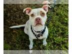 American Staffordshire Terrier Mix DOG FOR ADOPTION RGADN-1174280 - PINKY -