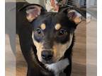 German Shepherd Dog-Miniature Pinscher Mix DOG FOR ADOPTION RGADN-1174286 -