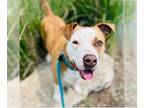 American Staffordshire Terrier-Boxer Mix DOG FOR ADOPTION RGADN-1174317 - Ruth -
