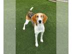 Treeing Walker Coonhound Mix DOG FOR ADOPTION RGADN-1174318 - Sammie - Treeing