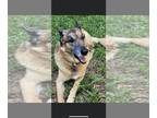 Huskies Mix DOG FOR ADOPTION RGADN-1174329 - Buddy - Belgian Shepherd Malinois /