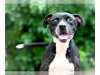 Labrador Retriever Mix DOG FOR ADOPTION RGADN-1174343 - FREDDIE - Labrador