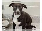 American Pit Bull Terrier Mix DOG FOR ADOPTION RGADN-1174348 - FLORIAN - Pit
