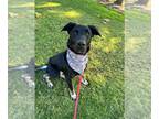 Labrador Retriever Mix DOG FOR ADOPTION RGADN-1174349 - Xena - Shepherd /