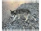 Alaskan Malamute-Huskies Mix DOG FOR ADOPTION RGADN-1174351 - COURTESY POST: