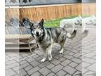 Alaskan Malamute-German Shepherd Dog Mix DOG FOR ADOPTION RGADN-1174353 -