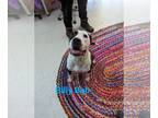 American Staffordshire Terrier Mix DOG FOR ADOPTION RGADN-1174358 - Billy Bob -