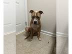 American Staffordshire Terrier Mix DOG FOR ADOPTION RGADN-1174366 - Graham: