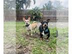 Doxie-Pin DOG FOR ADOPTION RGADN-1174377 - Bonded Pair Lucy & Ricky - Dachshund