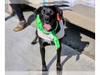 Labrador Retriever Mix DOG FOR ADOPTION RGADN-1174382 - IN FOSTER: TANK -