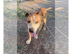 American Pit Bull Terrier Mix DOG FOR ADOPTION RGADN-1174400 - Orson - Pit Bull