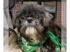 Shih Tzu Mix DOG FOR ADOPTION RGADN-1174404 - Sissy - Shih Tzu / Mixed (long