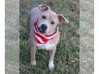 American Pit Bull Terrier Mix DOG FOR ADOPTION RGADN-1174419 - Tucker - Pit Bull