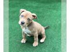 American Staffordshire Terrier Mix DOG FOR ADOPTION RGADN-1174423 - Yeti -