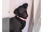 German Pinscher Mix DOG FOR ADOPTION RGADN-1174429 - Mindy - Black Labrador