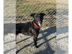 Labrador Retriever Mix DOG FOR ADOPTION RGADN-1174431 - Zippy - Labrador