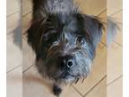 Norfolk Terrier DOG FOR ADOPTION RGADN-1174434 - Petunia - Norfolk Terrier /