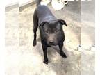 Labrador Retriever Mix DOG FOR ADOPTION RGADN-1174436 - CInder year old Lab mix