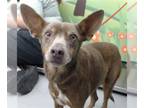 Australian Kelpie DOG FOR ADOPTION RGADN-1174438 - GOLDIE HAWN - Australian