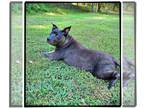 American Pit Bull Terrier Mix DOG FOR ADOPTION RGADN-1174439 - Bertie - Pit Bull