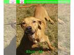 Labrador Retriever Mix DOG FOR ADOPTION RGADN-1174440 - Rhett - Hound / Labrador