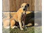 Catahoula Leopard Dog-Great Pyrenees Mix DOG FOR ADOPTION RGADN-1174448 - Luka -