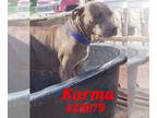 American Pit Bull Terrier DOG FOR ADOPTION RGADN-1174452 - Karma - American Pit