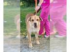 Chinese Shar-Pei-Labrador Retriever Mix DOG FOR ADOPTION RGADN-1174456 - Duke -