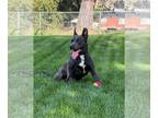 American Pit Bull Terrier Mix DOG FOR ADOPTION RGADN-1174459 - Feeny - Pit Bull
