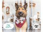 German Shepherd Dog Mix DOG FOR ADOPTION RGADN-1174461 - OTIS - German Shepherd