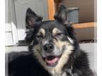 Australian Shepherd-Huskies Mix DOG FOR ADOPTION RGADN-1174470 - Ryder -