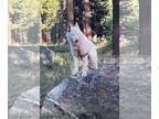 Huskies Mix DOG FOR ADOPTION RGADN-1174473 - Maxine - Husky / Mixed Dog For