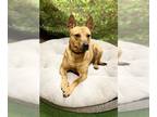 German Shepherd Dog Mix DOG FOR ADOPTION RGADN-1174479 - CHURRO - German