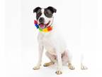American Pit Bull Terrier Mix DOG FOR ADOPTION RGADN-1174485 - Pound Dog-Macie