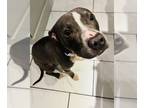 American Pit Bull Terrier Mix DOG FOR ADOPTION RGADN-1174489 - Dino - Pit Bull