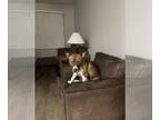 American Staffordshire Terrier DOG FOR ADOPTION RGADN-1174495 - DIESEL 5 -