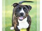 American Pit Bull Terrier Mix DOG FOR ADOPTION RGADN-1174498 - *PENNE - Pit Bull