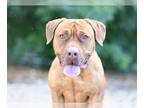 Basset Hound-Mastiff Mix DOG FOR ADOPTION RGADN-1174499 - NASH - Mastiff /
